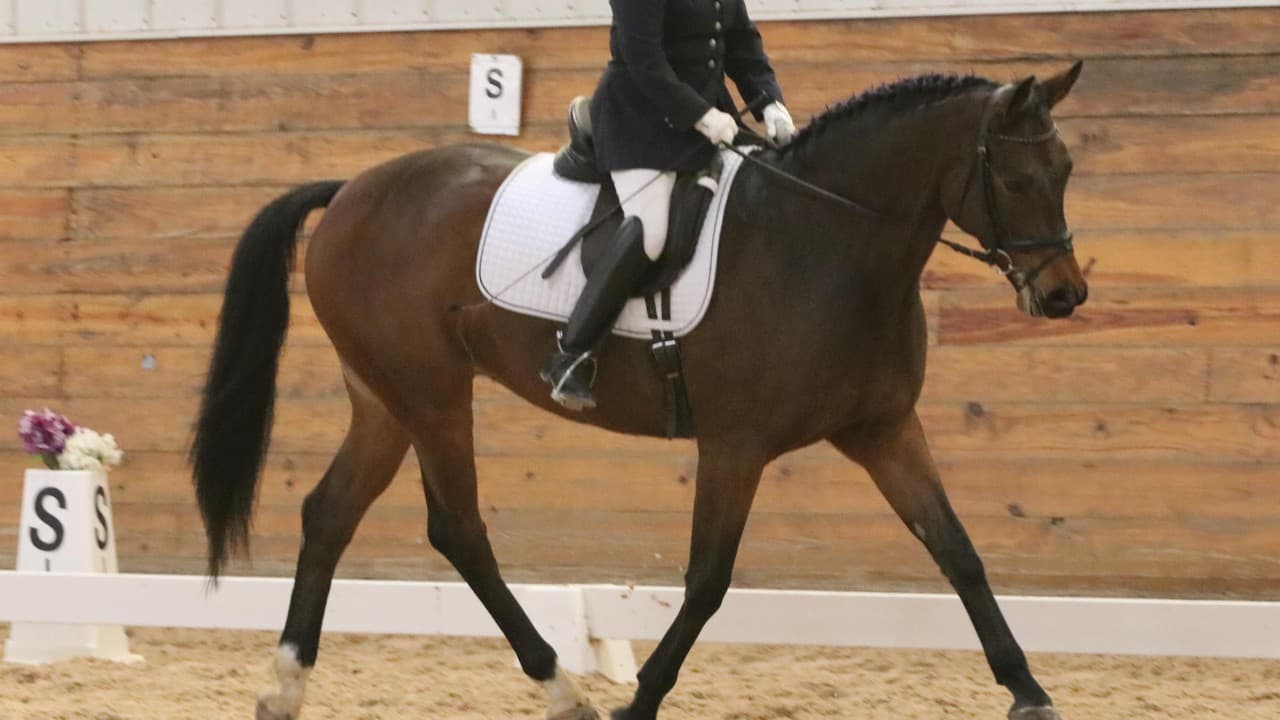 The 5 Classical Dressage Principles That Deliver 23-28% Faster Score Improvements in 2026